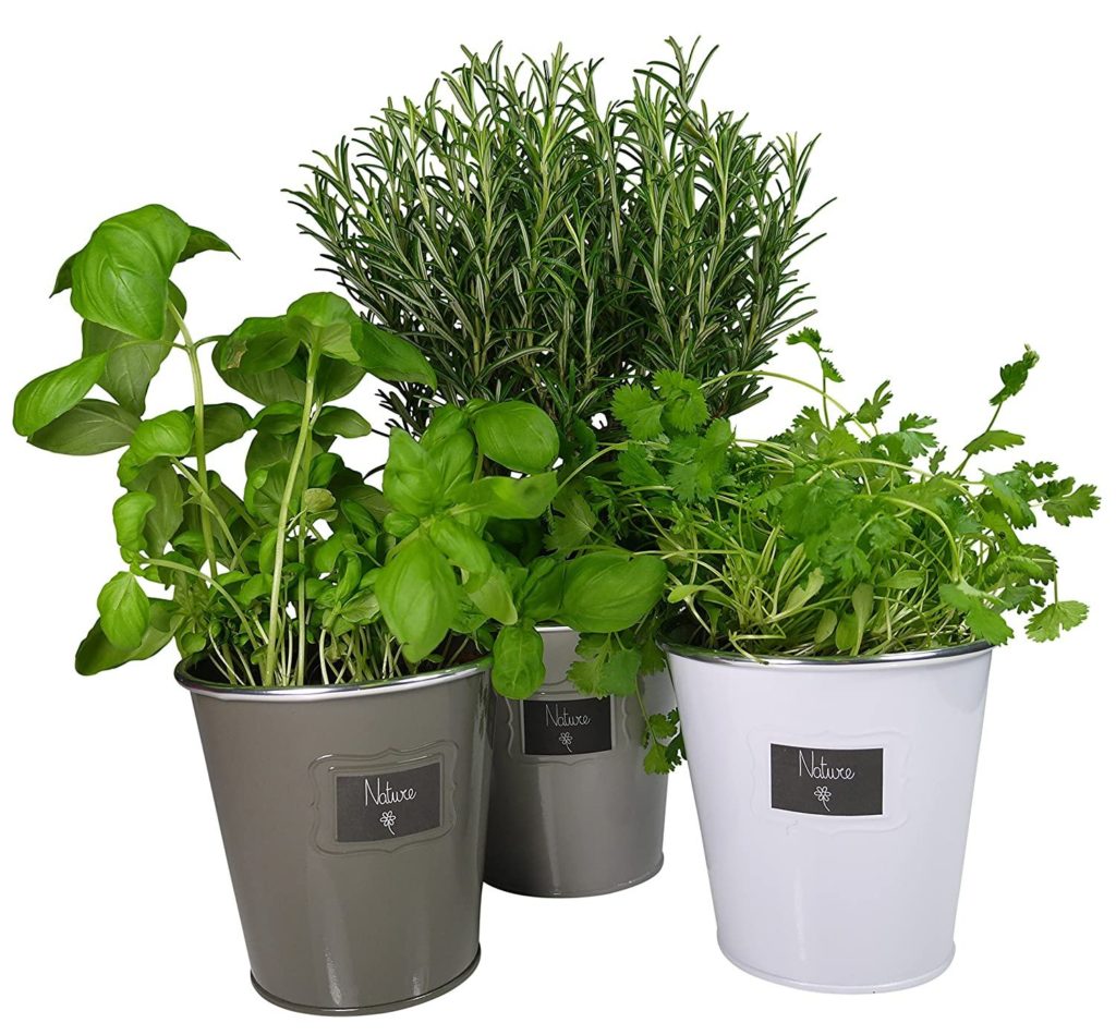 Kräutergarten in der Küche mit Khevga